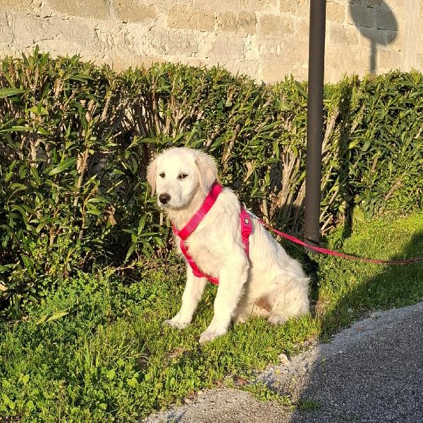 LAVA cucciolona mix maremmana in adozione Foto 10